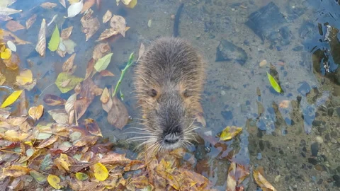 Top view of Young Nutria (Coypu) heading towards shore, raising its head and 스톡 동영상 331375376