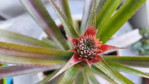 Top view of a young pineapple forming inside the rosette of an indoor tropica Stock-Fotos