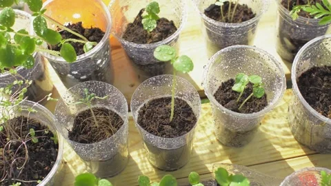 Top view young seedling plants growing in reused clear plastic cups and bottles. Stock Footage 148721776