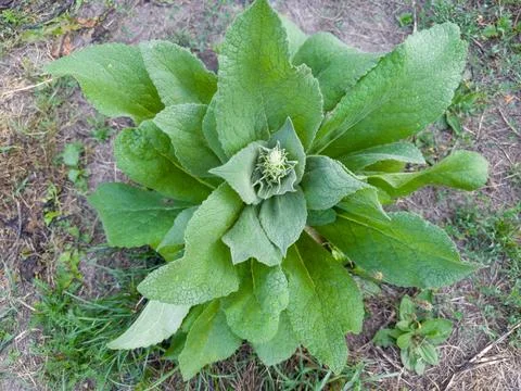 Top view of young stemless mullein plant in overcast weather Фото