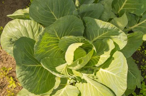 Top view of young white cabbage growing on soil, Healthy food Stock Photos