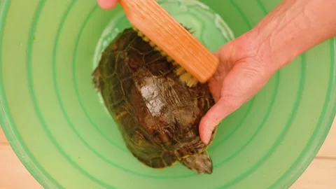 Top view young woman's hands cleaning tortoise with brush Stock Footage 151641275