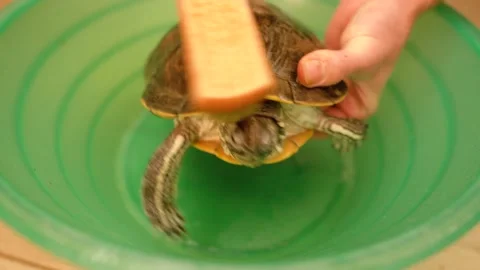 Top view young woman's hands cleaning tortoise with brush Stock Footage 151645613