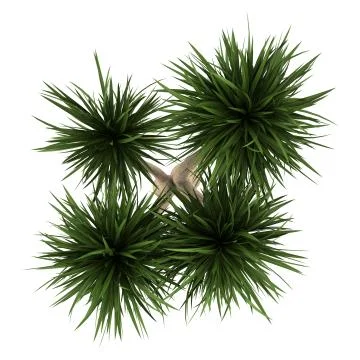 Top view of yucca palm tree isolated on white background Illustrazione stock