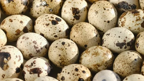 TOP VIEW:Rotating Quail Eggs . Top View. Close Up.Close-up of quail eggs a Stock Footage 169777895