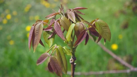 Top of a walnut branch in spring Stock Footage 154274187