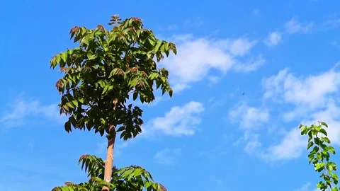 The top of a walnut tree with large spreading green leaves sways in the win.. Stock Footage 313679183