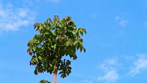 The top of a walnut tree with young fresh branches and large leaves flutter.. Stock Footage 310724428