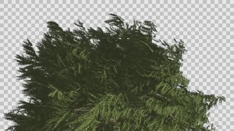 Top of Western Red Cedar Coniferous Tree Evergreen Thin Tree is Swaying at the Stock Footage 60750163