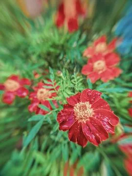 Top wide angle view of some marigold flowers growing on a garden, in the east Stock Photos