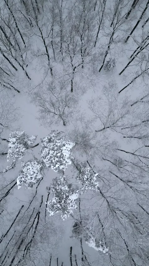 Top wiew of cold dark winter forest. Stockbeeldmateriaal 257042921