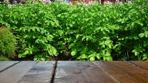 Top of a wooden table in the foreground. In the background is a potato field. Video stock 93435669