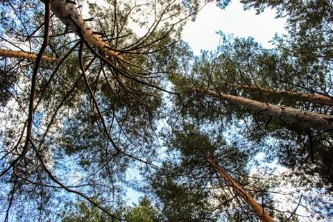 Top of the woods Foto stock