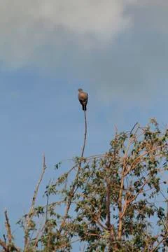 On top of the world Stockfoto's