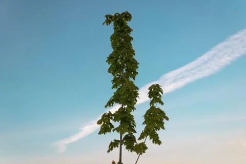 The top of a young maple aspiring up Foto stock