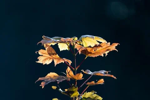 Top of a young maple tree with discolored leaves in warm autumn light Stock Photos