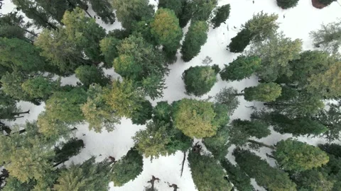 Topdown aerial shot of Deodar trees in and ground covered with snow of the India Stock Footage 202603376