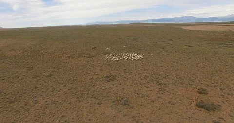 Topdown aerial survey over the flock of sheep, grazing in a field of Patagonia 스톡 동영상 121783973