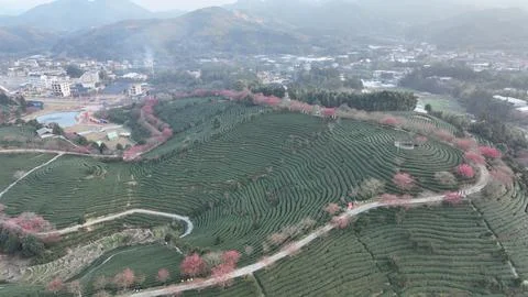 TopDown Aerial View of Curved Tea Terraces with Pink Cherry Blossoms China Stock Photos