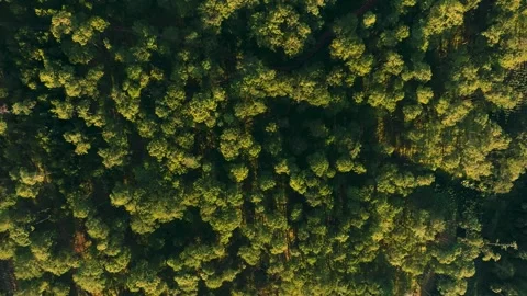 Topdown Aerial View of Pine Tree Forest, Da Lat, Vietnam Vídeo Stock 293135137