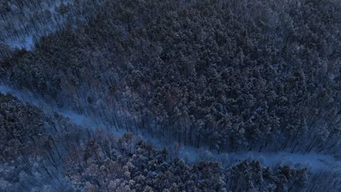 Topdown Drone shot of the forest Stock Footage 327987753