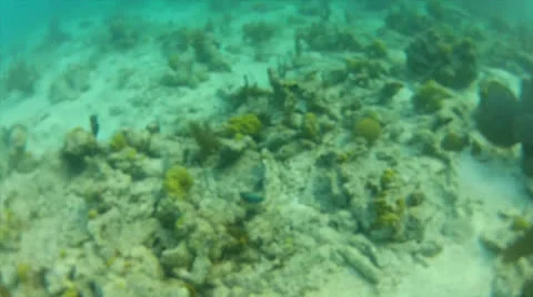 Topdown fish chase cam Stock Footage 24350591