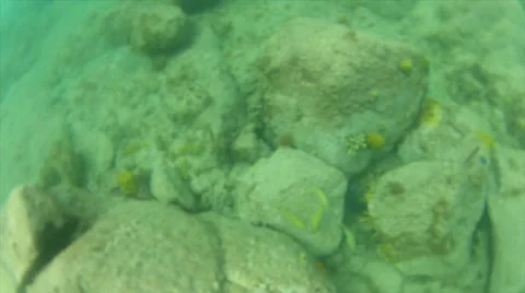 Topdown fish watch Stock Footage 24351029