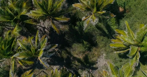 Topdown flyerover large amount of palmtrees Stock-Footage 186181030