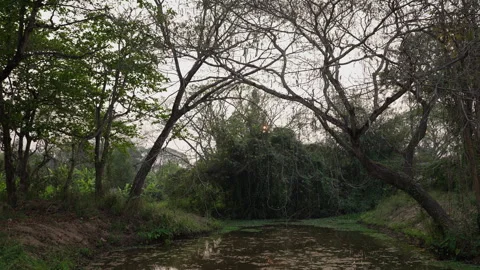 Topdown plan of a swamp in Thailand Stock Footage 246598326