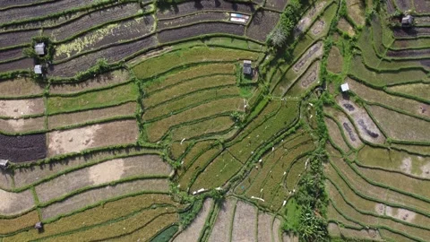 Topdown rice fields forward Stock Footage 329881904