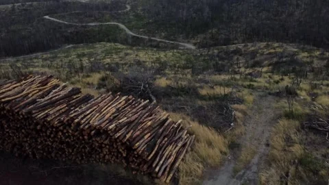 Topdown scenic shot of logging operation Stockbeeldmateriaal 248431974