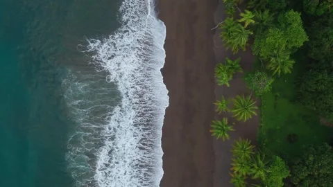 Topdown shot of a beach with palm trees Stock Footage 344173346