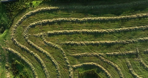 Topdown shot of mowed down hay Stock Footage 282939608