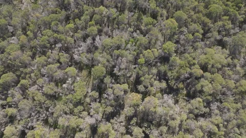 Top‑Down Stationary Drone View of Tea‑Tree Canopy – 30 Metres Stock Footage 340975496