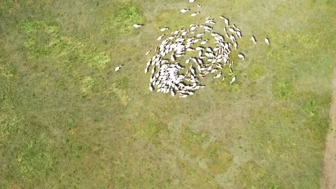 Topdown timelapse video for cows areal view Video stock 138539411