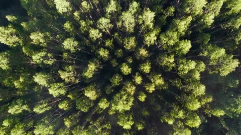 Topdown View Of Conifer Trees At Sunrise Vidéo 300098796