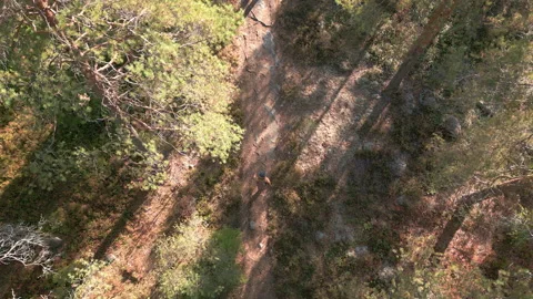 Topdown view of man hiking in the forest. Stock Footage 209959629
