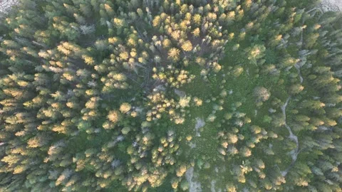 Topdown view of the ocean and trees Video stock 248271324
