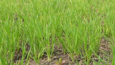 A topdown view of paddy field 스톡 동영상 332540274