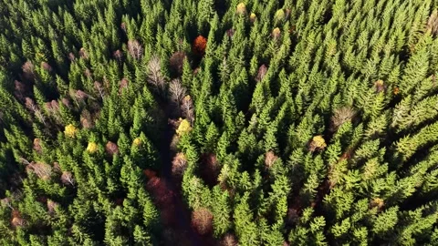 Topdown view showcasing winding trail among towering trees Stock Footage 320509452