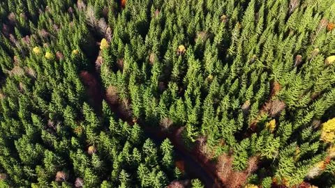 Topdown view showcasing winding trail among towering trees Stock Photos