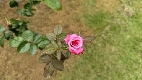 TopDown View of a Single Pink Rose Blooming in a Garden, Surrounded by Greene Foto stock