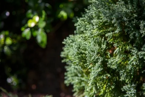 Topf of pine tree background Photos