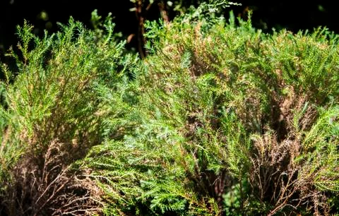 Topf of pine tree background Stock Photos