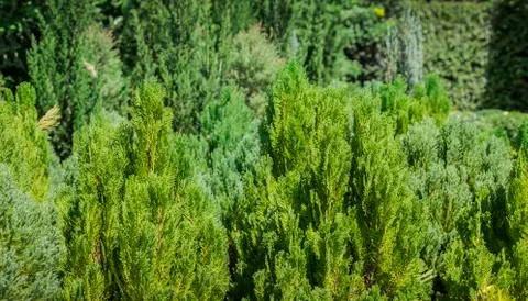 Topf of pine tree background Stock Photos