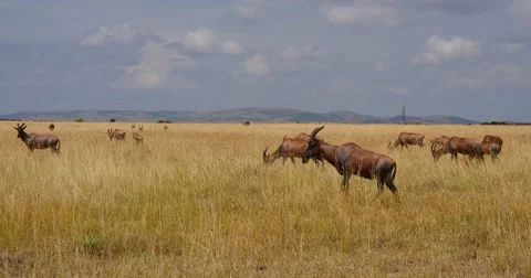 Topi Antelope Stock Footage 60380663