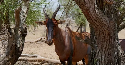 Topi Antelope Stock Footage 60381377