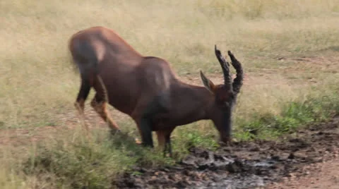 Topi Antelope in the Mud Stock Footage 25663212
