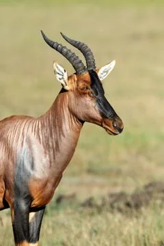 Topi Antelope Foto stock