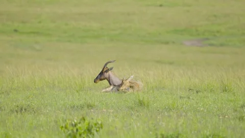 Topi Antelopes Laying Down Stock Footage 289307053